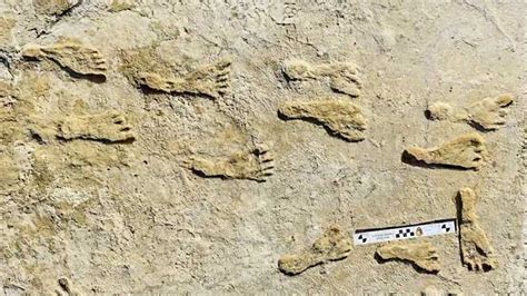 white sands fossil footprints suggest longer human history  americas