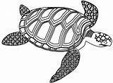 Turtle Outline Clipart Sea Library Cliparts sketch template