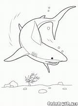 Malvorlagen Colorare Requin Squalo Ausmalbilder Rekin Unterwasserwelt Colorkid Coloriage Tubarão Oceano Kolorowanka Kolorowanki Colorier Hammerhai świat Podwodny sketch template