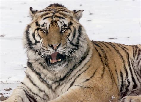 siberian tigers released by russian president vladimir