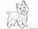Coloring Pages Yorkie Sketch Printable Adults Kids sketch template