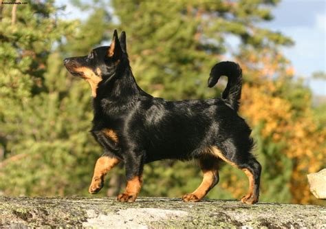 lancashire heeler dog breed pictures information temperament