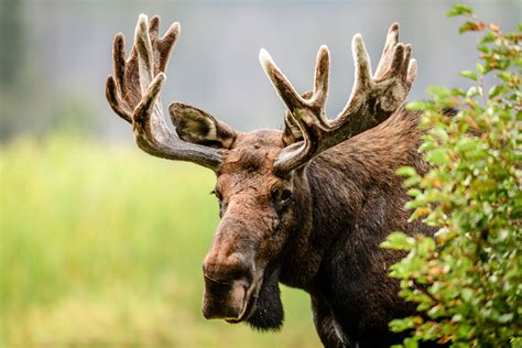 marvelous facts  moose