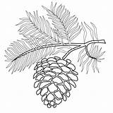 Pine Coloring Designlooter Pinecone Branches Outline Tree Drawing Print Color sketch template