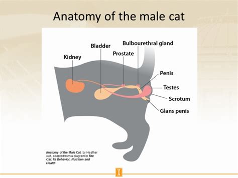 Anatomy Of The Male Cat