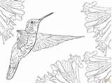 Hummingbird Coloring Pages Printable Color Drawing Adults Realistic Hummingbirds Nature Line Print Supercoloring Magnificent Humming Bird Birds Adult Colorings Drawings sketch template