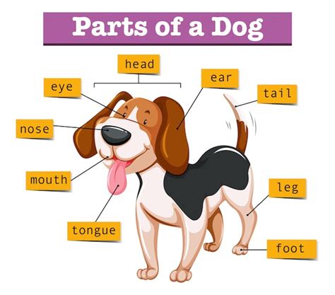 premium vector diagram showing parts  dog