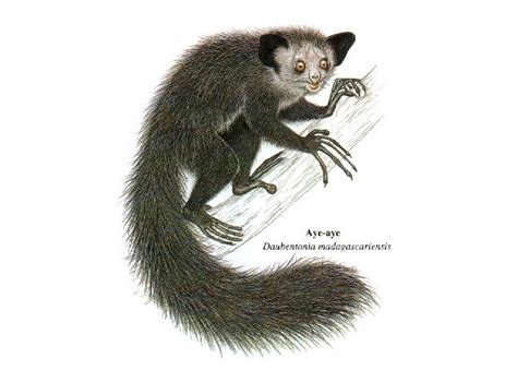 the biomimicry manual what can the aye aye teach us about echolocation inhabitat green