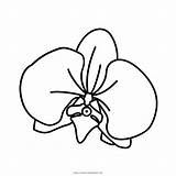 Orchidea Orchidee Orchids Cattleya Schilleriana Stampare Pngwing Ultracoloringpages sketch template