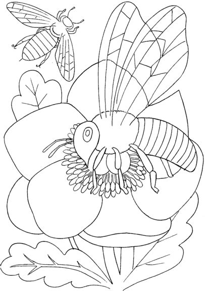 bee   flower coloring page bee coloring pages insect coloring