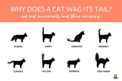 cat wags tail pet learners