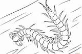Coloring Centipede Shrimp Pages Kids Colouring Getdrawings Getcolorings Printable sketch template