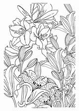 Coloring Pages Adult çizimler Therapy Flower Boyama Colouring Kitapları Sanat Elişi çiçekler Karakalem Yap Işleri Kendin Relaxation Designs sketch template