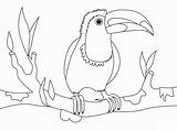 Toucan Branch Supercoloring Preschoolers sketch template