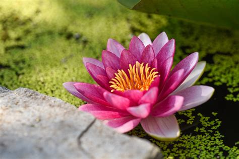 significado de la flor de loto blog colvin