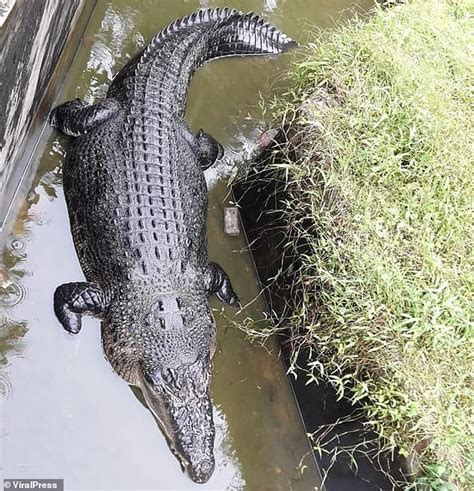 indonesian scientist eaten alive  crocodile  laboratory daily
