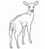 Impala Antelope Coloring Female Pages Drawing Color Dot Printable sketch template