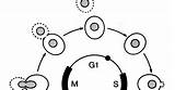 Saccharomyces Cerevisiae sketch template