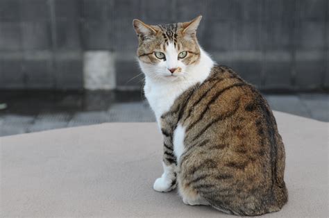 File Brown And White Tabby Cat With Green Eyes Hisashi 01