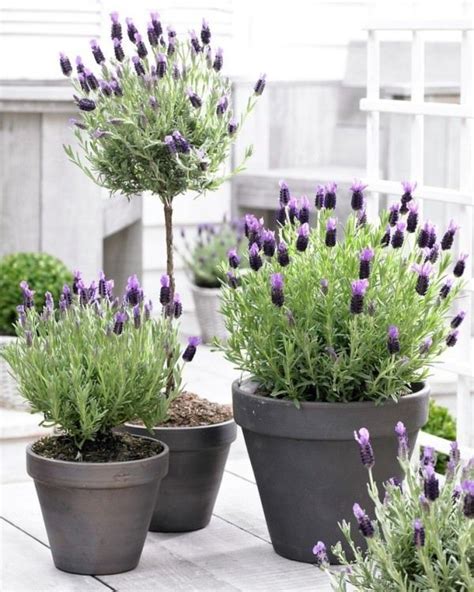 planting lavender  pots