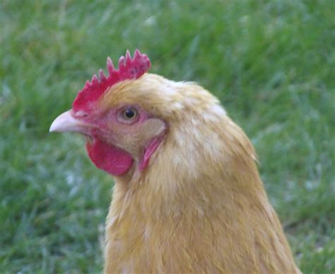 Buff Orpington Rooster Or Hen Backyard Chickens