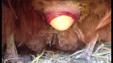 Chicken Laying An Egg Close Up 2 Youtube