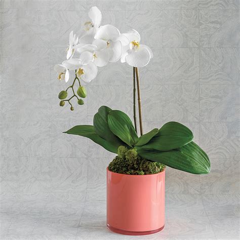 white phalaenopsis orchid gumps