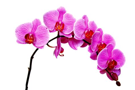 orchidee foto bild sonstiges naturkunst gestalten mit blumen