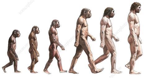 timeline  human evolution artwork stock image  science photo library