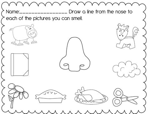 crazy pre  classroom   senses unit   freebie senses