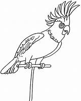 Coloriage Perroquet Crete Oiseaux Exotiques Loros Imprimer Animales sketch template