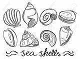 Shell Drawing Seashell Sea Shells Easy Line Vector Muscheln Drawings Schelpen Tekenen Doodle Zeichnen Beach Various Conch Pearl Illustration Simple sketch template
