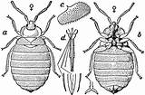 Bedbug Etc Clipart Tiff sketch template