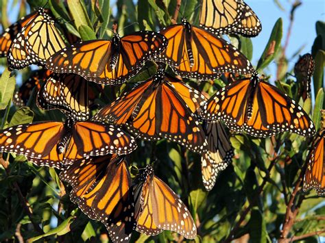 plight   monarch threatened     loss  milkweed food supply genetic