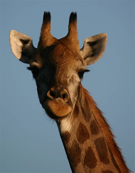 17 best images about geeraf loves giraffe pics on