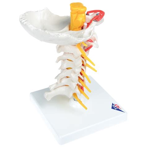 anatomical cervical spinal column model