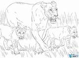 Coloring Pages Lion Cub Cute Regularly Toddler Needs Start Why sketch template