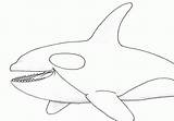 Whale Orca sketch template