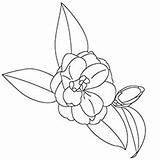 Coloring Flowers Pages Camellia Color Printable Toddler Blooming sketch template