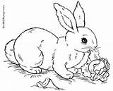 Coloring Pages Baby Rabbits Cute Colouring Color Kids sketch template