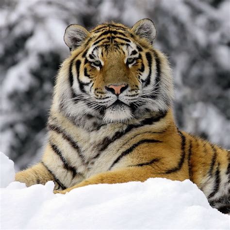 tiger majestic  majestic tiger pinterest