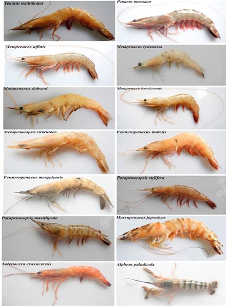 photographs  fourteen marine shrimp species collected    scientific diagram