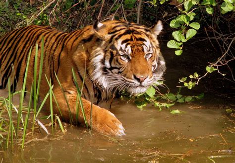 tiger  biggest animals kingdom