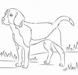 Coloring Beagle Dog Pages Printable Beagles Categories Dogs sketch template