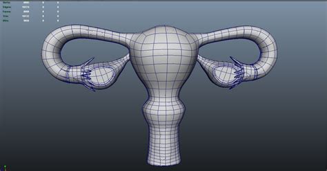 female reproductive system 3d model 3d printable cgtrader