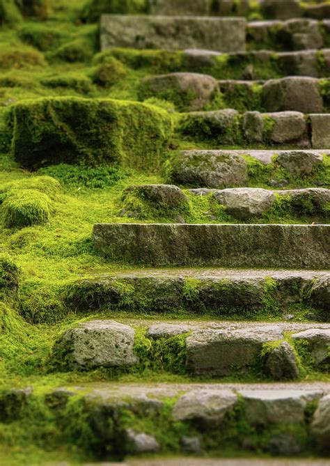 moss covered stone steps  jason harris