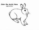 Arctic Hare Coloring Animals Drawing Getdrawings Hares Color sketch template