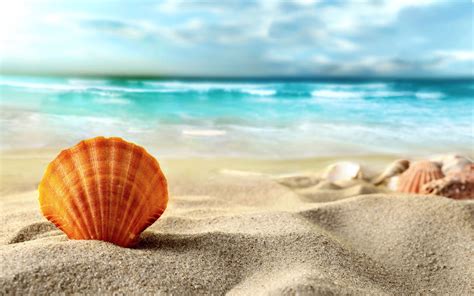 sea shell wallpaper  pictures