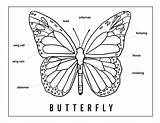 Butterfly Colorsheet sketch template