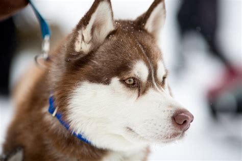 siberian husky sled dog stock image image  mammal